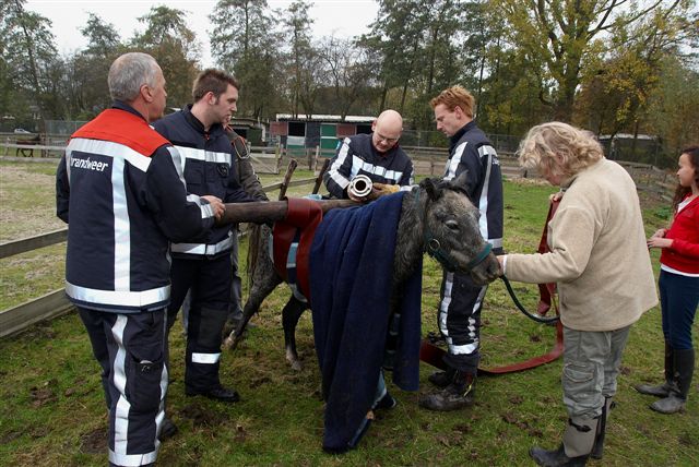 2009/273/20091101 022 Dier te water Vierbuizenmeertje.jpg